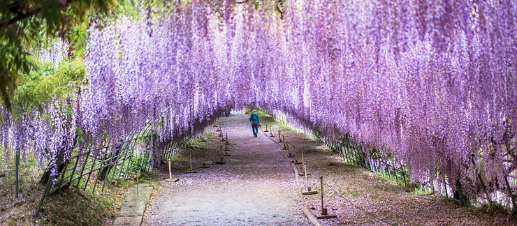 Masao's "Proof"....Kawachi Fuji Gardens, Japan!