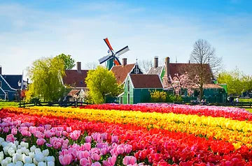 Keukenhof Gardens, located in the city of Lisse, Netherlands . Home to 7 million flower bulbs.
