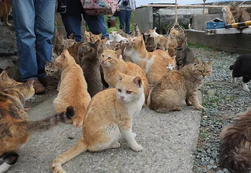 Cat Island, Japan …More than 140 Cats!