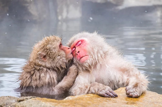 Snow Monkeys in the Hot Springs around Nagano, Japan