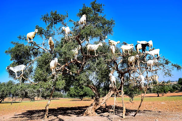 When I saw it.... I could not believe my eyes.....the Argania Tree!!