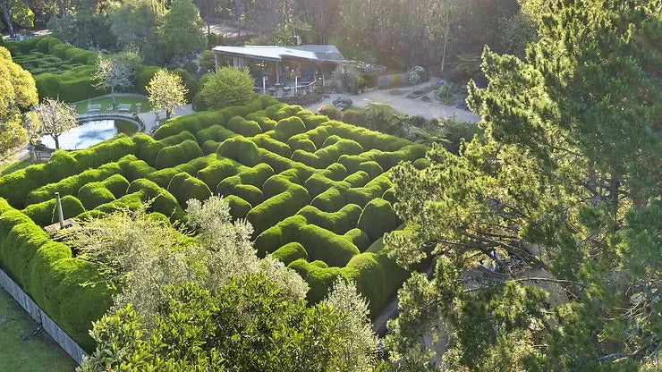 Australia's Ashcombe Hedge Maze will Amaze you........