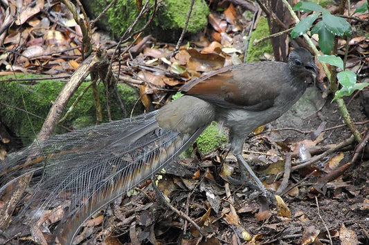 Superb Australian Lyrebird....this guy is truly amazing!!!!